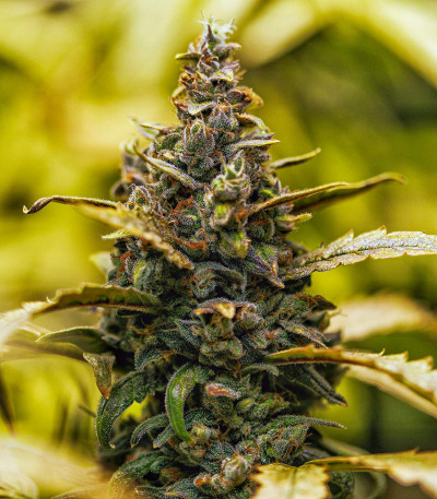 Stardawg auto fem (FastBuds) семена конопли