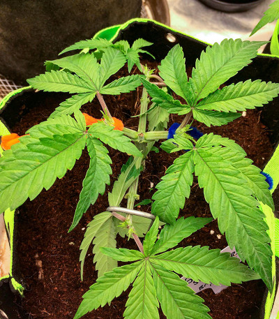 Sour Strawberry fem (Barney's Farm) семена конопли