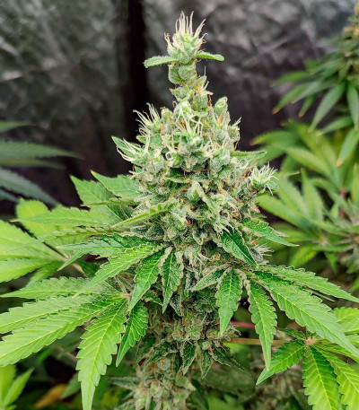 Gelato #45 fem (Barney's Farm) семена конопли