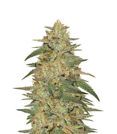 Wedding Cake Auto fem (Barney's Farm) семена конопли