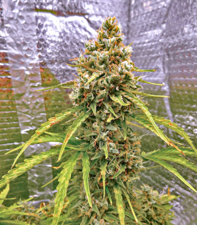 Wedding Cake Auto fem (Barney's Farm) семена конопли