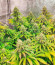 Watermelon Zkittlez Auto fem семена конопли