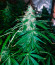LSD Auto fem (Barney's Farm) семена конопли