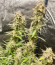 Glue Gelato Auto fem (Barney's Farm) семена конопли
