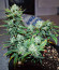 Gorilla Cookies Auto fem (FastBuds Seeds) семена конопли