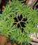 Sour Strawberry fem (Barney's Farm) семена конопли