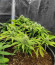 Zkittlez Auto fem (FastBuds) семена конопли