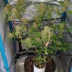 purple-juice-auto-fem-herbies-seeds.jpg