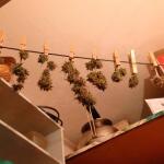 purple-juice-auto-fem-herbies-seeds.jpg