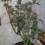 purple-juice-auto-fem-herbies-seeds.jpg