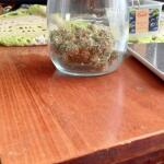 purple-juice-auto-fem-herbies-seeds.jpg