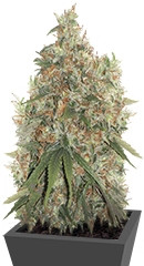 Arjan's Strawberry Haze fem семена конопли
