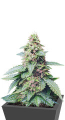 Wedding Cheesecake Auto fem (FastBuds) семена конопли
