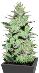 Unknown Kush fem (Delicious Seeds) семена конопли