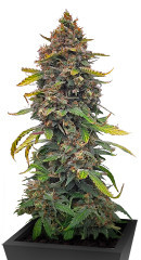 Grandmommy Purple Auto fem (Herbies Seeds) семена конопли
