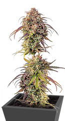 Purple Punch fem (Barney's Farm) семена конопли