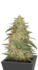 Wedding Cake Auto fem (Barney's Farm) семена конопли