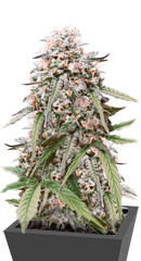 LSD Auto fem (Barney's Farm) семена конопли