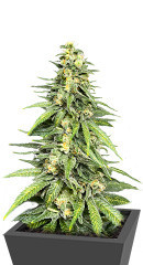 Dozy Cookies fem (AlphaFem Seeds) семена конопли