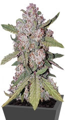 Stardawg auto fem (FastBuds) семена конопли