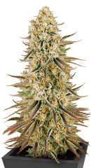 Sour Strawberry fem (Barney's Farm) семена конопли