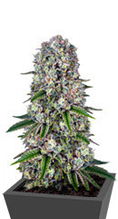 Tropicanna Banana fem (Barney's Farm) семена конопли