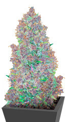 Purple Juice Auto fem (Herbies Seeds) семена конопли