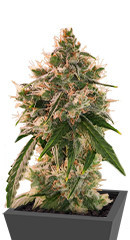 Wedding Cake Autoflower fem (Easy Grow Seeds) семена конопли